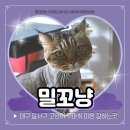 용산초등학교 앞 | 대구 고양이 미용 잘하는곳 달서구 밀꼬냥 무마취미용