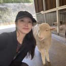 자매한식당 | 호주여행 3일차 페더데일 동물원 &amp; 블루마운틴 선셋+별보기 투어, 시드니 한식당 명장 후기