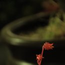 다초원