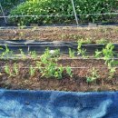 은혜농장 이미지