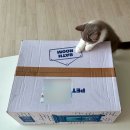 오로라덴탈디자인 | 페스룸 오로라 보울 &amp; 스탠드 내돈내산 후기, 패스룸 고양이 물그릇