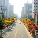 명진초등학교 Daum카페