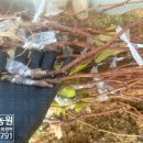 상순이네 하우스 이미지