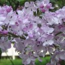 수수꽃다리 이미지