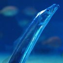 갈치(일본명: 다치우오) 에 대한 상식