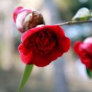 솔바람풍경소리 이미지