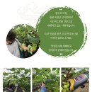 포도랑농원