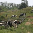 농고목장 이미지