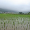 완도 삼두리는 우렁이 농법으로 친환경 쌀 생산한다 이미지