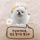 필스타 | [강남애견미용] 필스타 재방문 후기, 역시 믿고 맡기는 곳 🐶✨