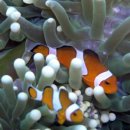 행복한날들 이미지