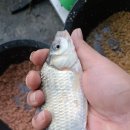 새봉낚시터 이미지