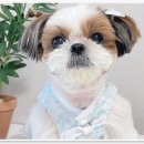 부산 강아지분양 디테일퍼피 | 부산 강아지분양 디테일퍼피: 완벽한 반려견을 찾아보세요! 🐾