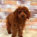 엘리펫 살롱 이미지