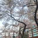 연지공원(공원등38번) | [공지] 부산 뚜벅이 벚꽃 명소 개화 시기 대중교통 가는법