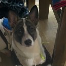 영대동물병원 이미지