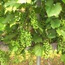 전라북도 농업기술원 이미지