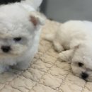 이정훈 강아지 하남본점 이미지