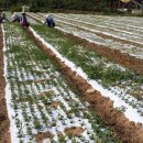 진자농장 이미지