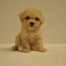 유올펫 강아지고양이 청주점 이미지