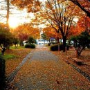 이영춘「들풀」 이미지