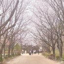 구슬숲공원 주변 녹지 | 2026년 봄 서울숲 봄나들이 정원박람회 준비 공사중 현재상황 벚꽃 살구꽃 후기