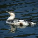 아비 Red-throated Loons 251 노트도감 이미지