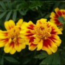 신비세탁소 이미지