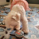 개이크 케이크 이미지