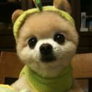 귀여운 강아지 이미지