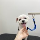 댕바이미 이미지