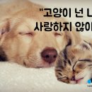 개와고양이 이미지