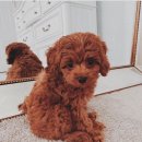 더편한동물병원 이미지