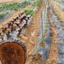 성운농장 이미지