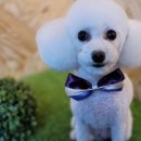 도그트리 이미지