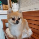 오구오구살롱 이미지