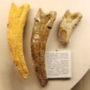 공룡발톱 이미지