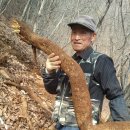 장복예 농장 | 국산 칡의효능 / (칡효능)보다 칡 부작용(칡의부작용) 칡즙판매 안내