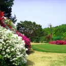 월드 C.C 이미지