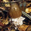 Amanita pachycolea. 광대버섯속 이미지