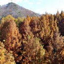 만추 - 달성군 | 만추