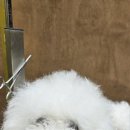 멜팅그루밍 이미지