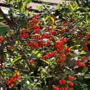 평사리 | 하동여행 최참판댁 가을 풍경, 잘 익은 대봉감 천국! feat.평사리 맛집 토지장터주막 후기