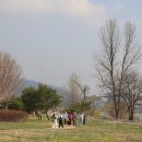 버드나무