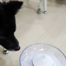 펫하임 강아지 고양이 | 펫마블급수기 후기｜자동 고양이 강아지급수기, 음수량 늘리기