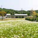 지새울베이커리 | 8,000평이 전부 하얀 꽃밭인 청보리+데이지 조합 SNS 난리 난 초여름 포토스팟
