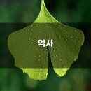 파주로 은행나무길 이미지