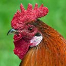 김대감찜닭 이미지