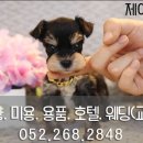 울산제이앤독애견샵