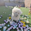 헬로멍뭉 이미지